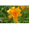 Liliowiec 'Three Tears' | Hemerocallis