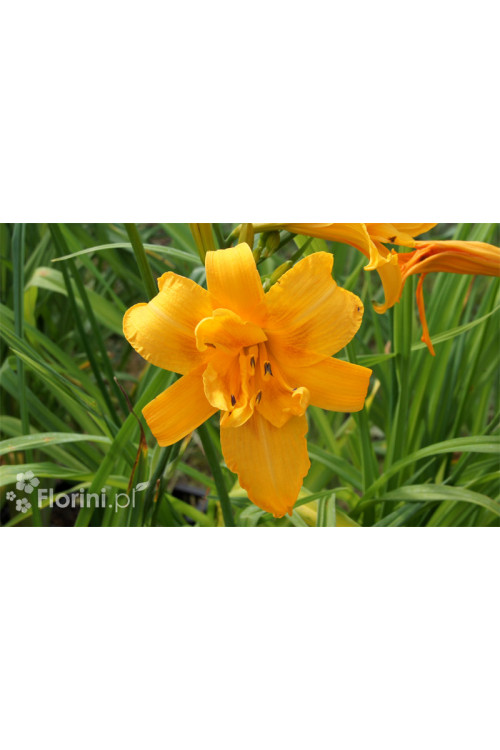 Liliowiec 'Three Tears' | Hemerocallis