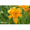 Liliowiec 'Three Tears' | Hemerocallis