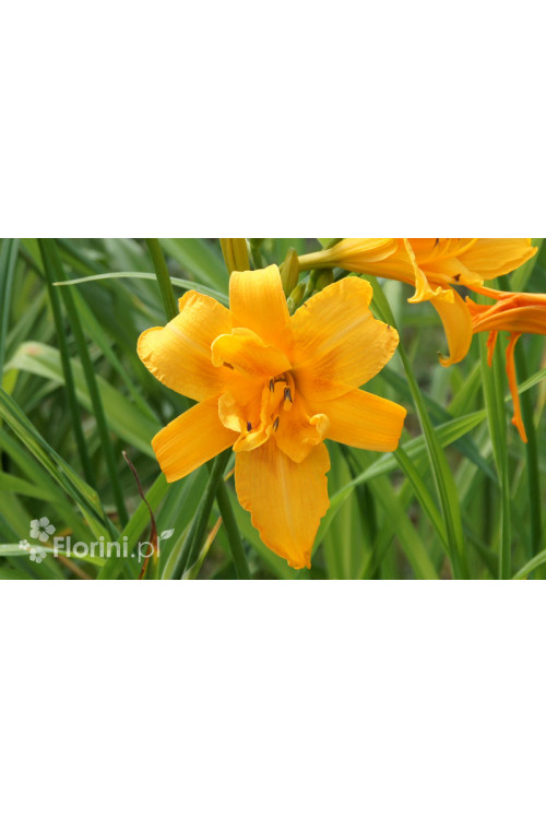 Liliowiec 'Three Tears' | Hemerocallis