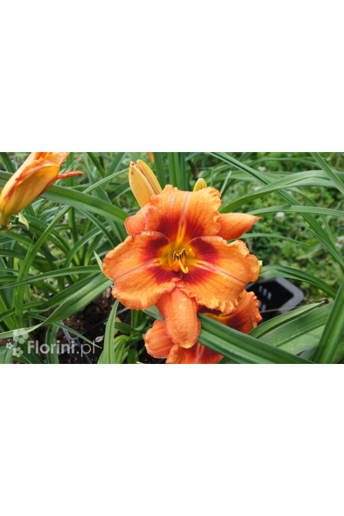 liliowiec, hemerocallis