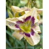 Liliowiec 'Witch Timble' Hemerocallis
