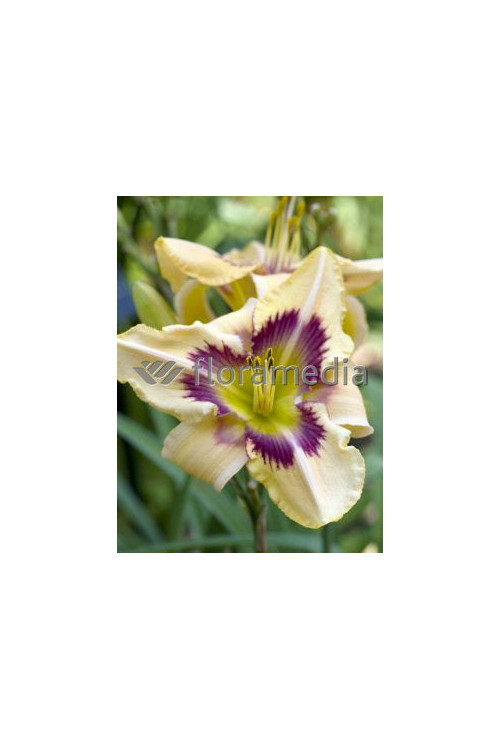 Liliowiec 'Witch Timble' Hemerocallis