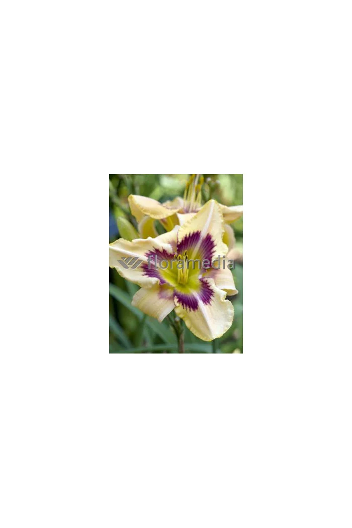 Liliowiec 'Witch Timble' Hemerocallis