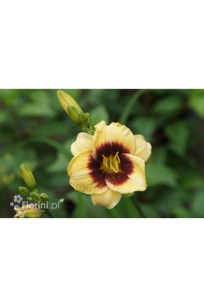 Liliowiec 'Witch Timble' Hemerocallis