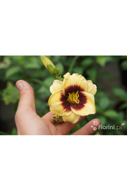 Liliowiec 'Witch Timble' Hemerocallis