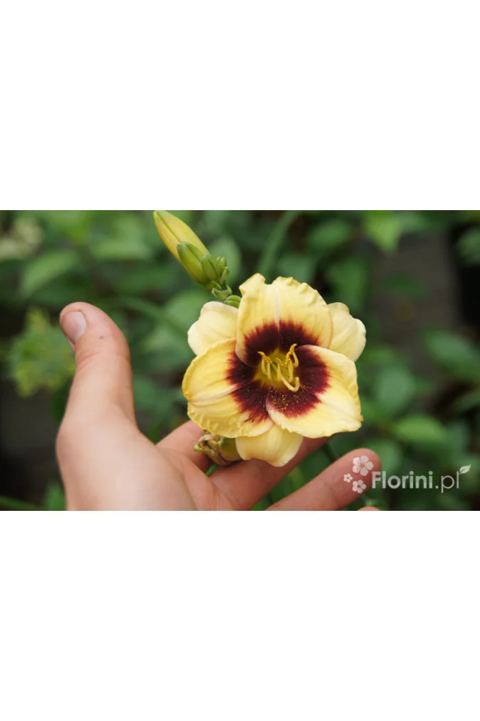 Liliowiec 'Witch Timble' Hemerocallis