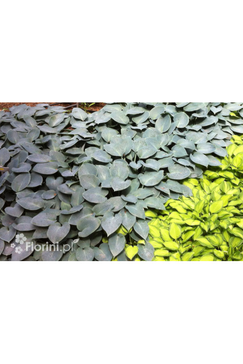 Funkia 'Halcyon' | Hosta