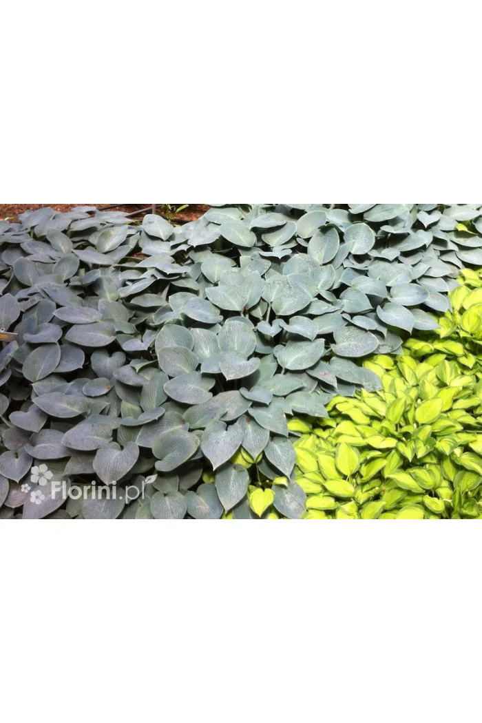 Funkia 'Halcyon' | Hosta