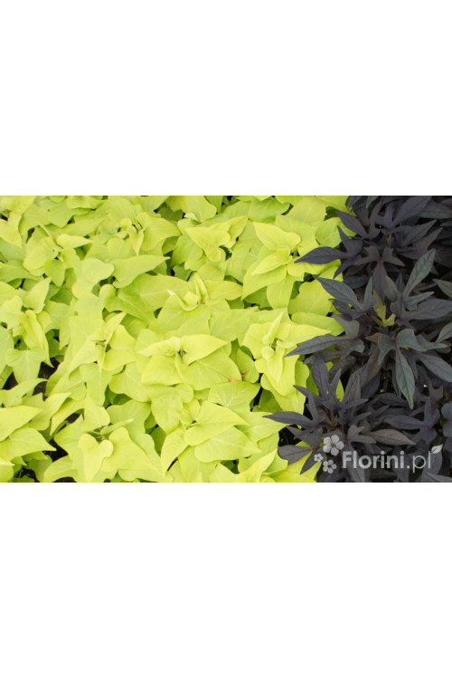 Ipomea ‘Marguerite’ div class'lat' Ipomea /div