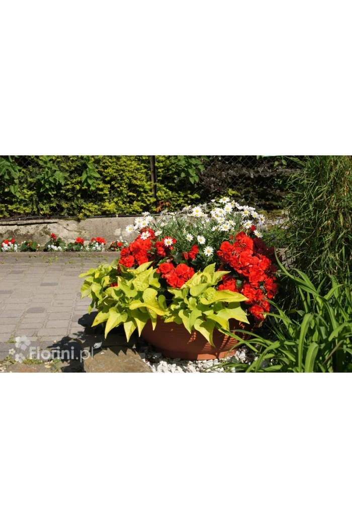 Ipomea ‘Marguerite’ div class'lat' Ipomea /div