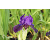 Kosaciec (Irys) niski 'Little Shadow' Iris pumila
