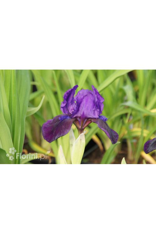 Kosaciec (Irys) niski 'Little Shadow' Iris pumila