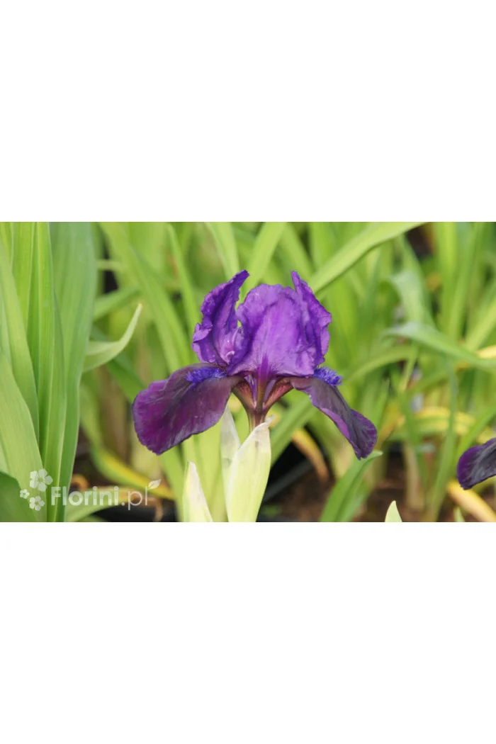 Kosaciec (Irys) niski 'Little Shadow' Iris pumila