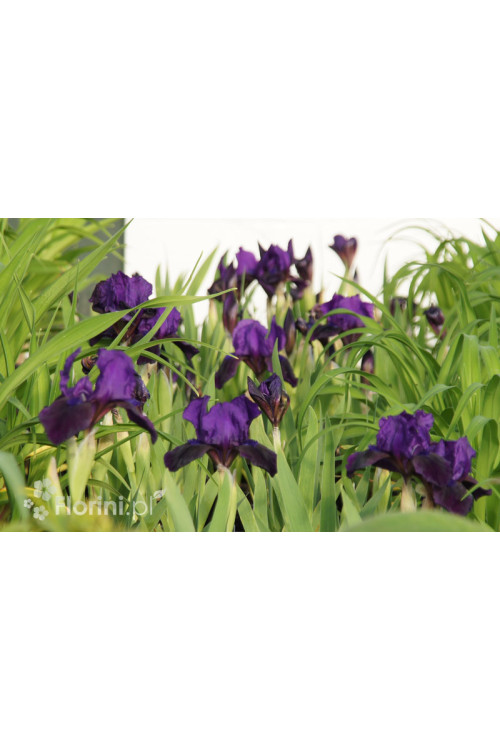 Kosaciec (Irys) niski 'Little Shadow' Iris pumila