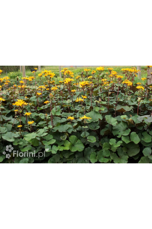 Języczka pomarańczowa 'Desdemona' | Ligularia dentata