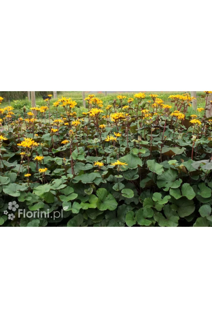 Języczka pomarańczowa 'Desdemona' | Ligularia dentata