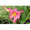 liliowiec, hemerocallis
