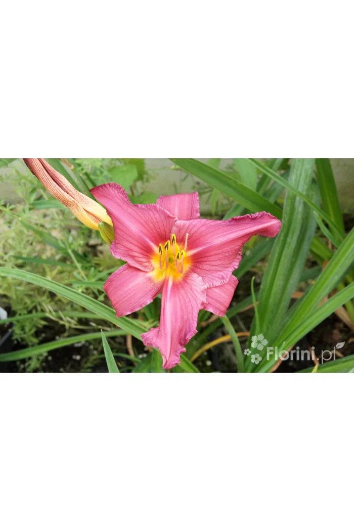liliowiec, hemerocallis