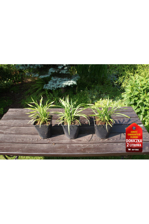 Liriope 'Big Blue' | Liriope muscari