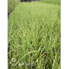 Miskant chiński 'Strictus' | Miscanthus sinensis