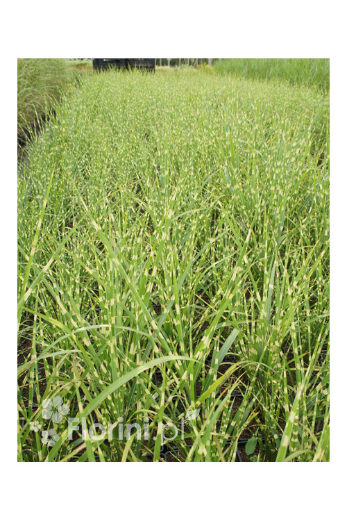 Miskant chiński 'Strictus' | Miscanthus sinensis
