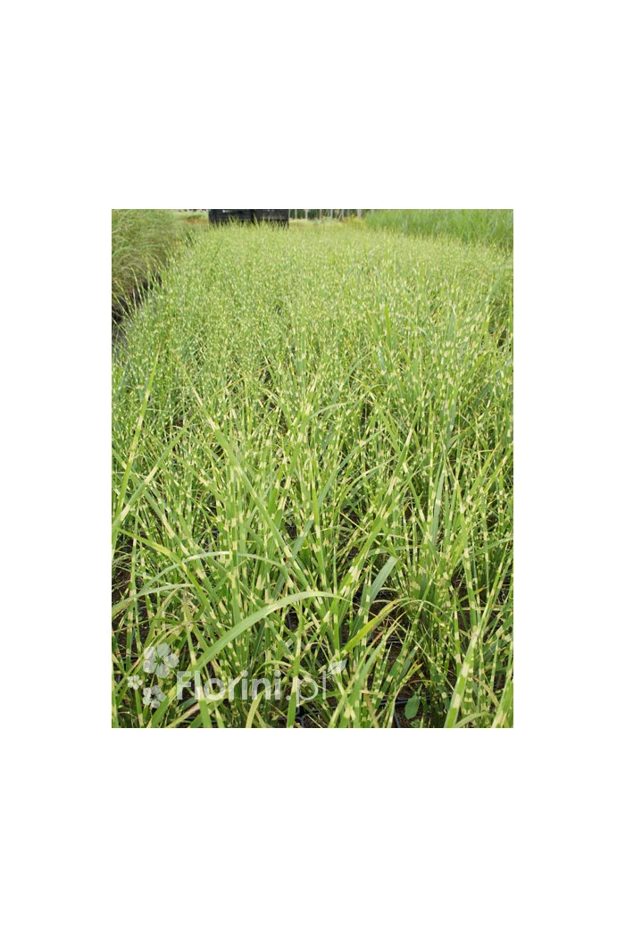 Miskant chiński 'Strictus' | Miscanthus sinensis