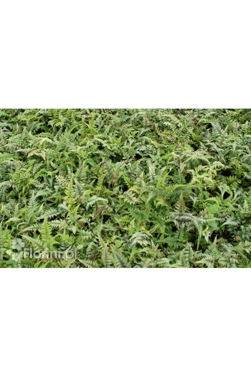 wietlica, wieltlica Metalicum Red Beauty