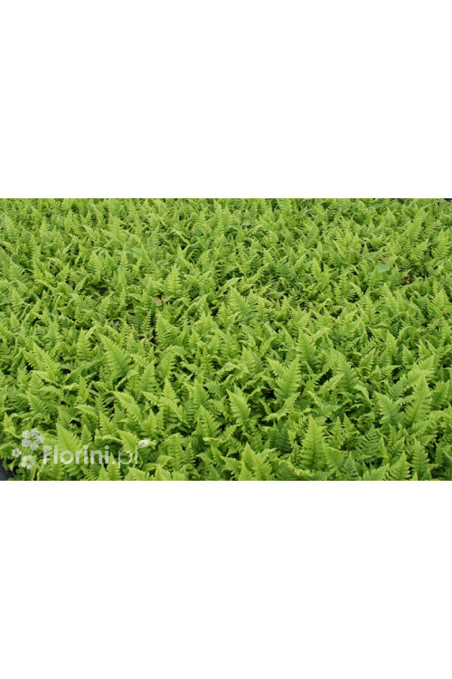 Narecznica samcza | Dryopteris filix-mas