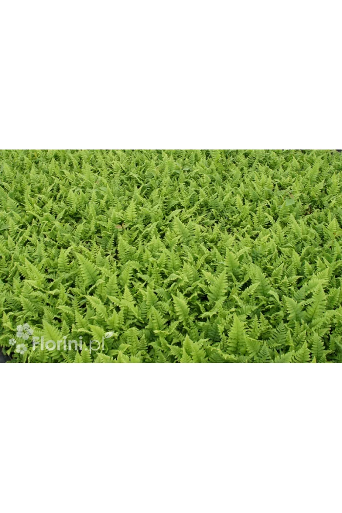 Narecznica samcza | Dryopteris filix-mas