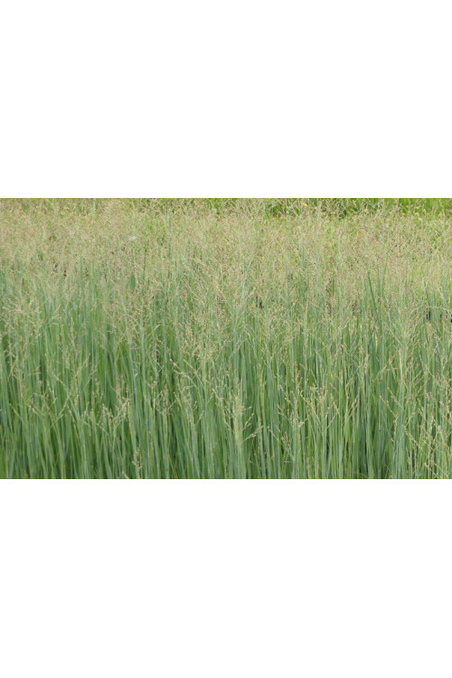 Proso rózgowate 'Heavy Metal' | Panicum virgatum