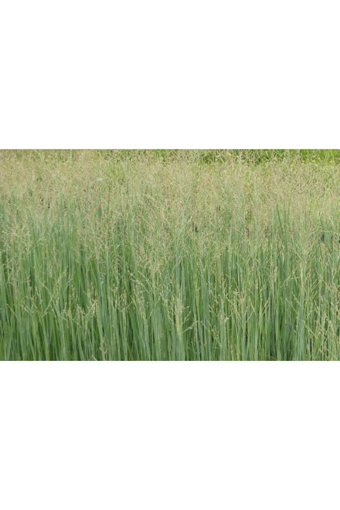 Proso rózgowate 'Heavy Metal' | Panicum virgatum