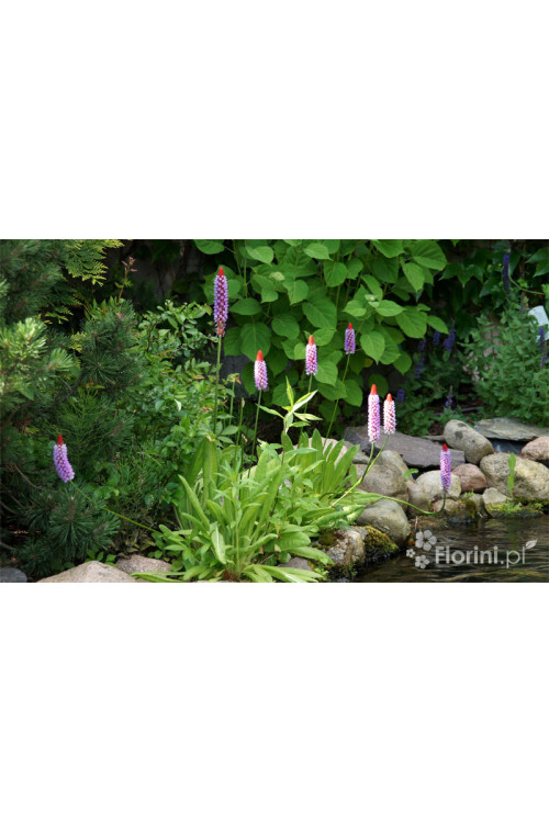 Pierwiosnek Viala | Primula vialii