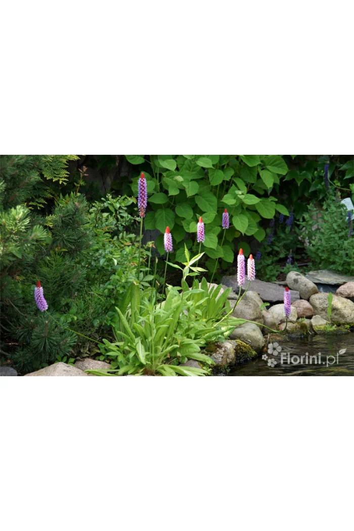 Pierwiosnek Viala | Primula vialii