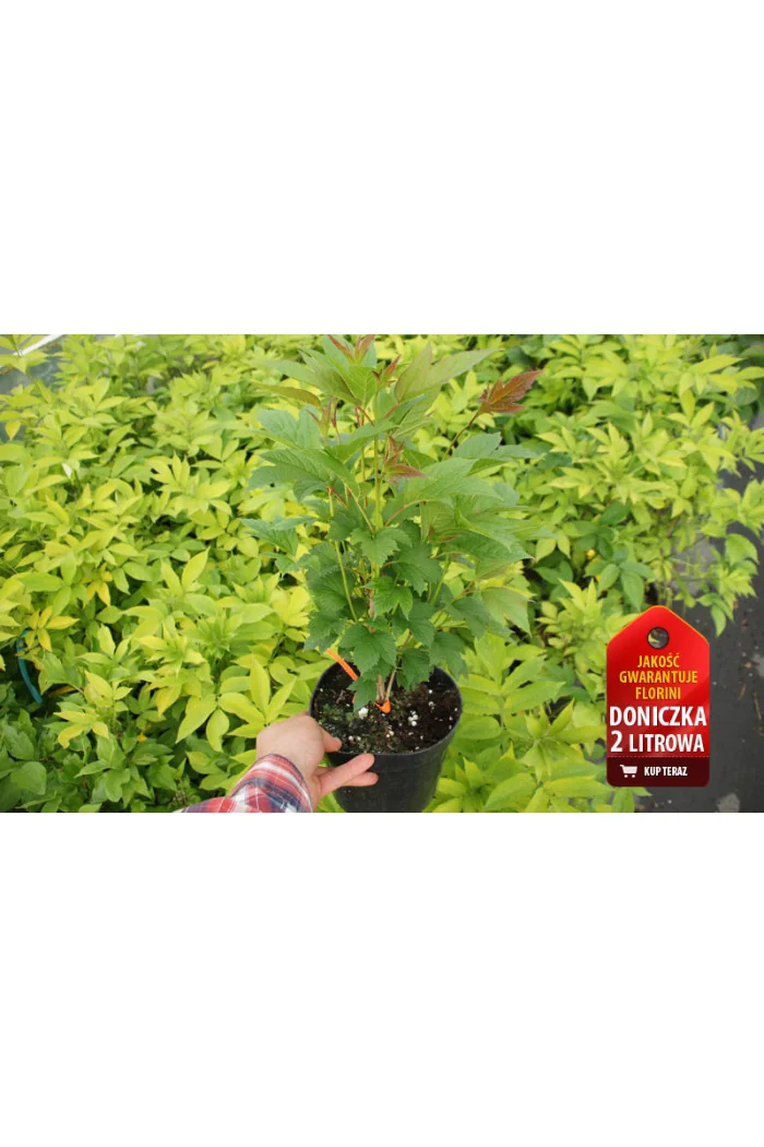 Kalina Sargenta 'Onondaga' Viburnum sargentii