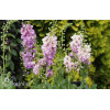 Dziewanna 'Sugar Plum' | Verbascum
