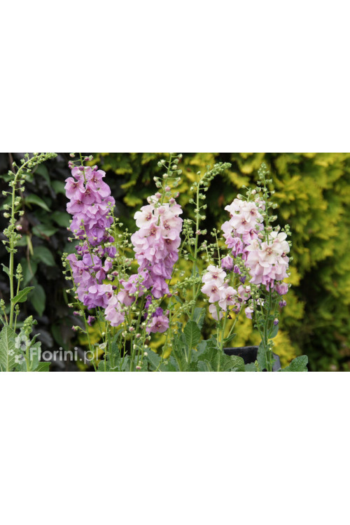 Dziewanna 'Sugar Plum' | Verbascum