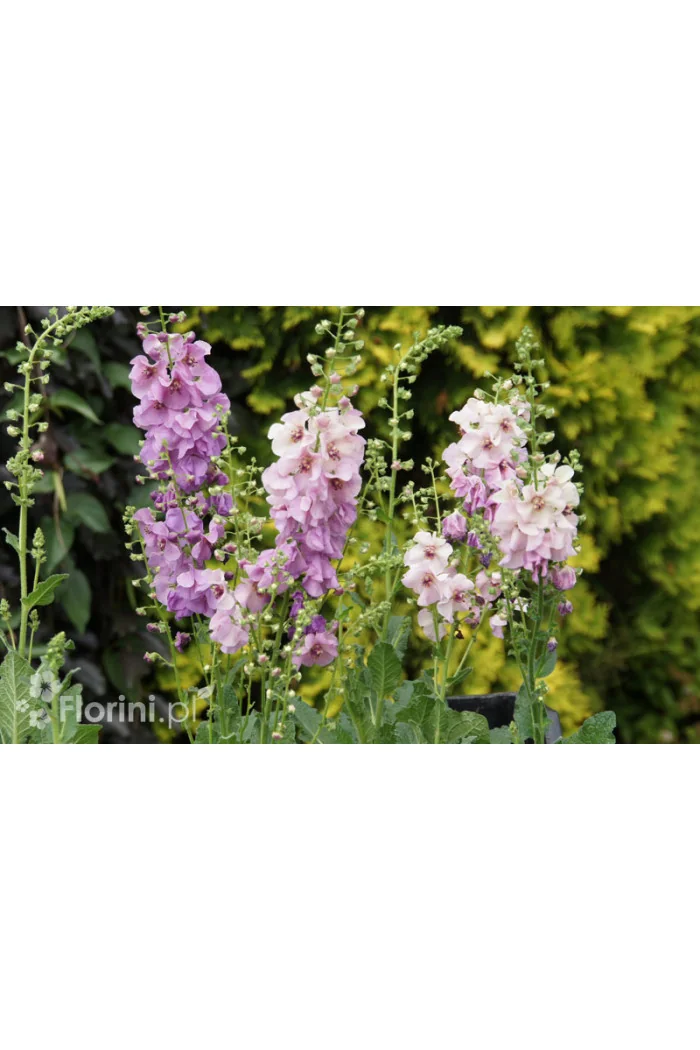 Dziewanna 'Sugar Plum' | Verbascum