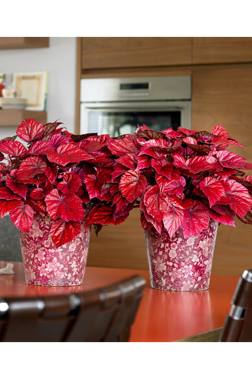 Begonia Beleaf 'Inca Flame' div class'lat' Begonia /div