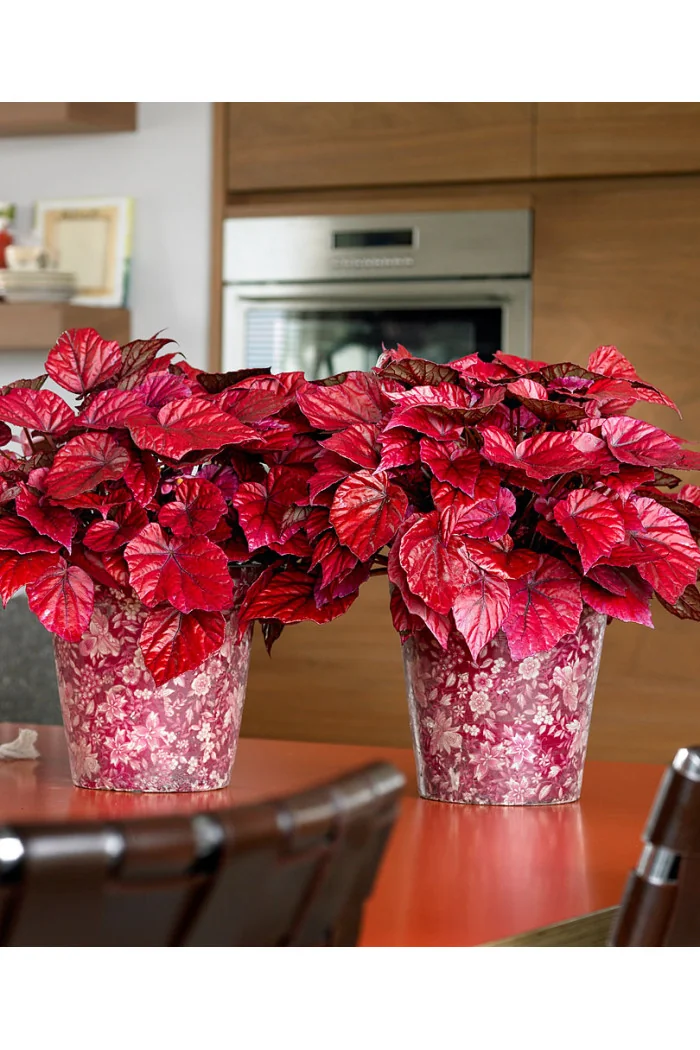 Begonia Beleaf 'Inca Flame' div class'lat' Begonia /div