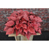Begonia Beleaf 'Inca Flame' div class'lat' Begonia /div