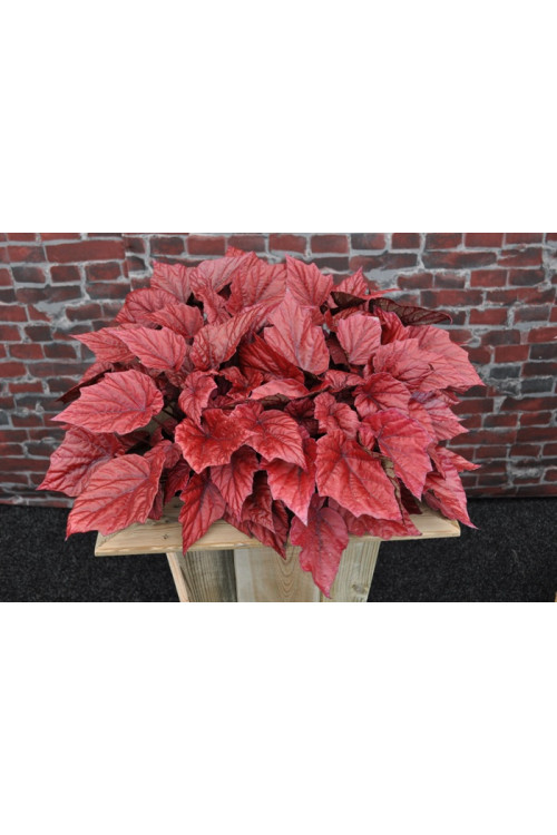 Begonia Beleaf 'Inca Flame' div class'lat' Begonia /div