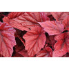 Begonia Beleaf 'Inca Flame' div class'lat' Begonia /div