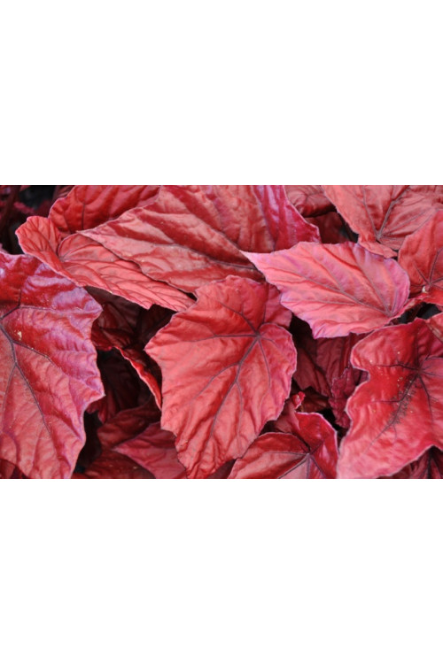 Begonia Beleaf 'Inca Flame' div class'lat' Begonia /div