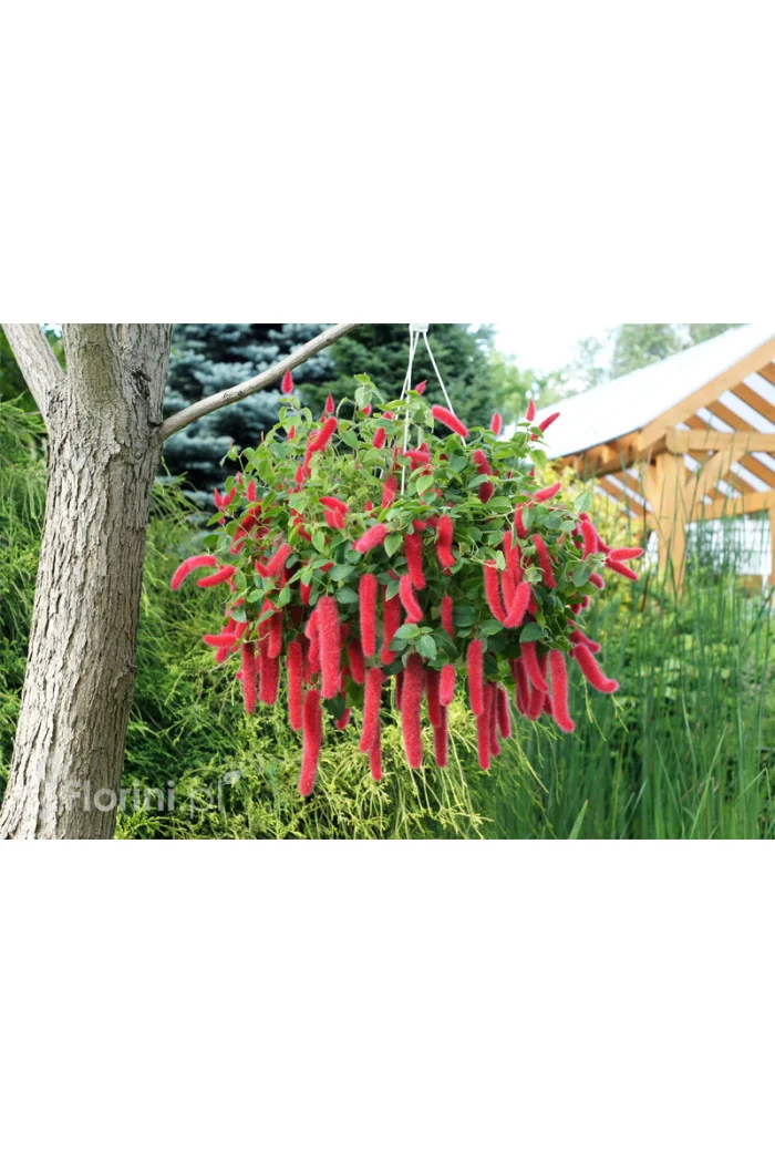 Pokrzywiec (kocie ogony) | Acalypha