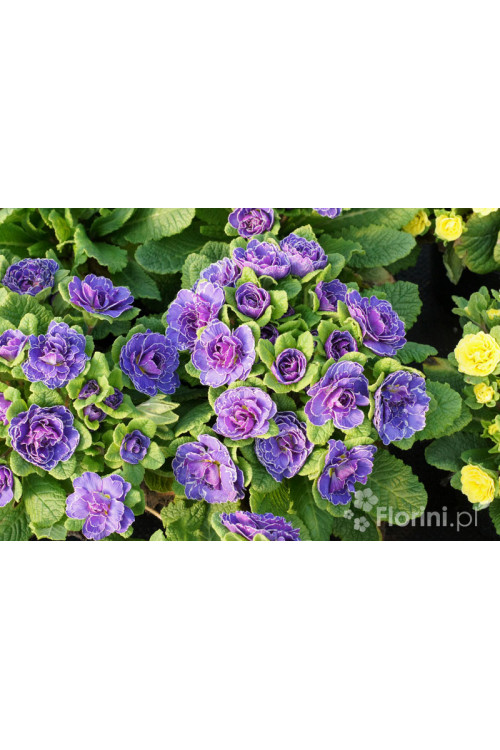 Pierwiosnek 'Belarina® Amethyst Ice' | Primula