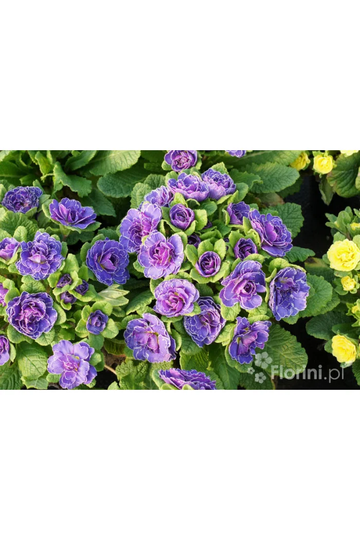 Pierwiosnek 'Belarina® Amethyst Ice' | Primula