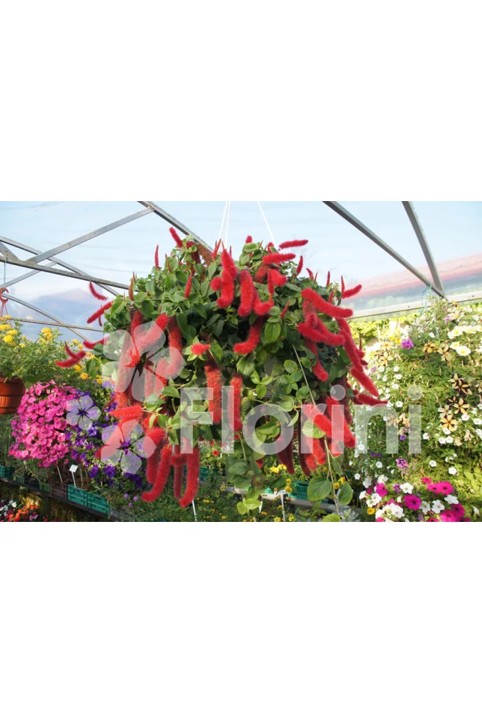 Pokrzywiec (kocie ogony) | Acalypha