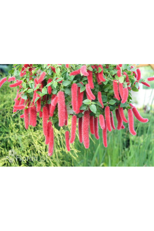 Pokrzywiec (kocie ogony) | Acalypha