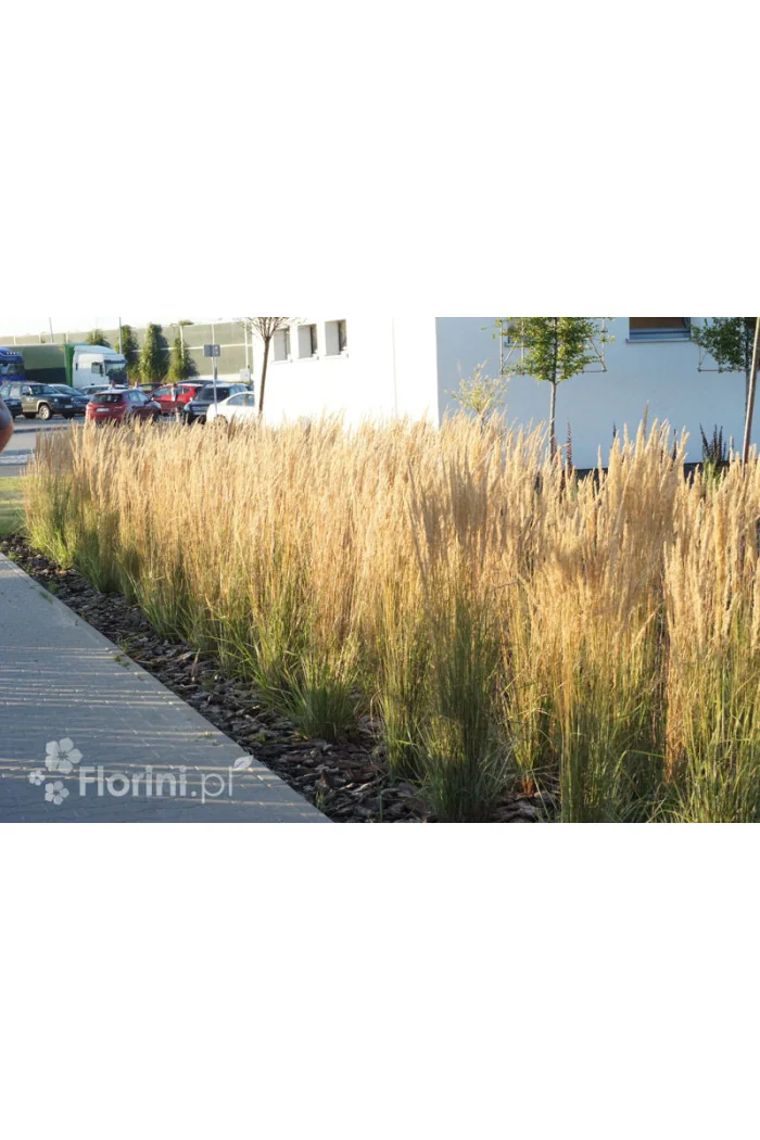 Trzcinnik ostrokwiatowy 'Karl Foerster' | Calamagrostis x acutiflora